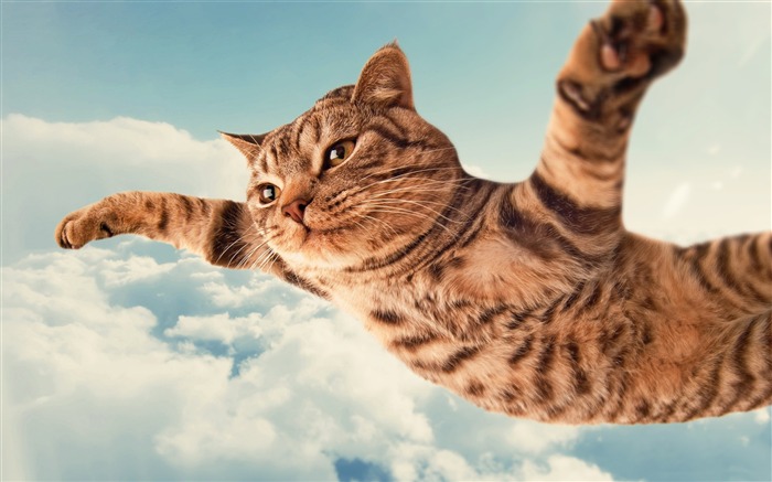 i belive i can fly-HIGH Quality Wallpaper Views:9869 Date:2013/8/26 21:46:17