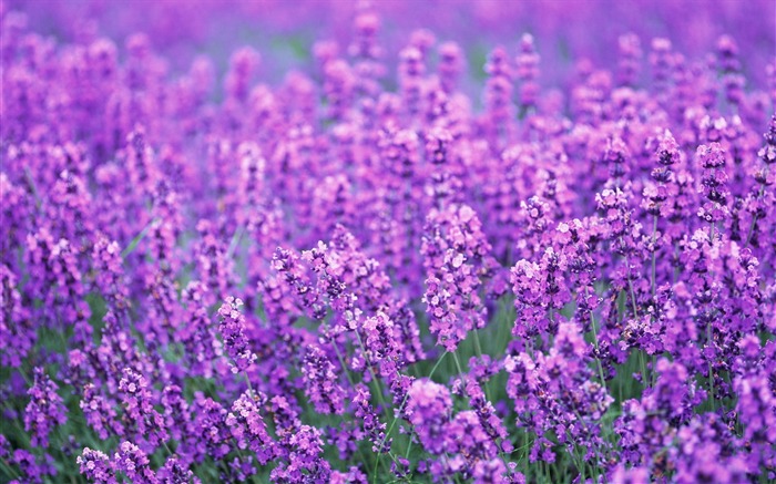 fleurs de lavande champ violet été-Photos HD Fond d'écran Vues:21161