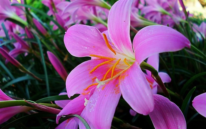 lys fleurs jardin des herbes étamines-Photos HD Fond d'écran Vues:9906