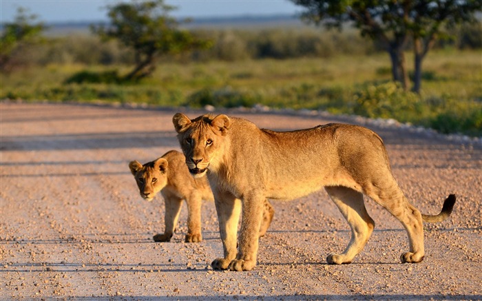 león cachorro de león carretera-Animal foto fondo de pantalla HD Vistas:9303