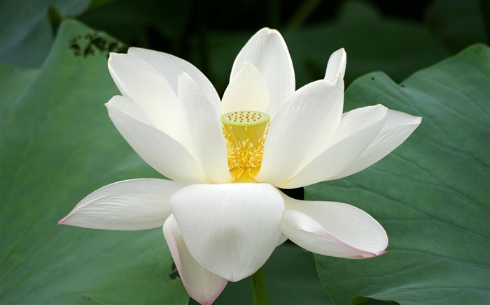 laisse la fleur de lotus vert-Photos HD Fond d'écran Vues:9630