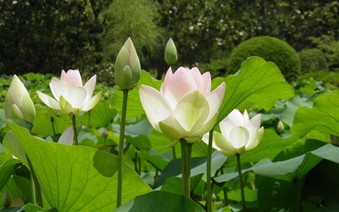 feuilles de lotus herbes lumière-Photos HD Fond d'écran Vues:10711