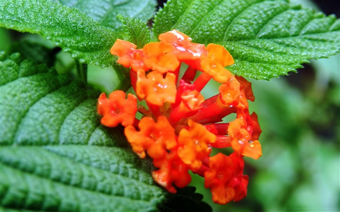 flor de laranja flor foto HD papel de parede Visualizações:8701