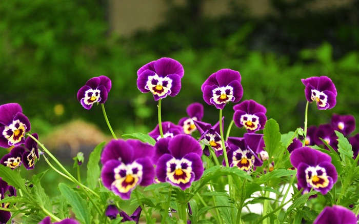 fleurs pensées visages sourire d'herbe-Photos HD Fond d'écran Vues:11766