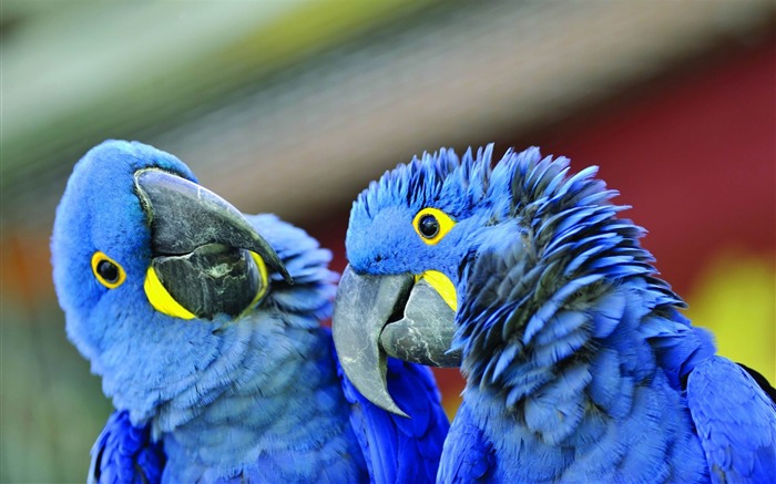 loro pico un par de-Animal foto HD fondo de pantalla Vistas:10901