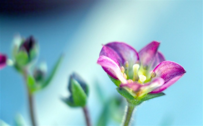 plantas caída pétalos-Plant Macro HD Wallpapers Vistas:7484