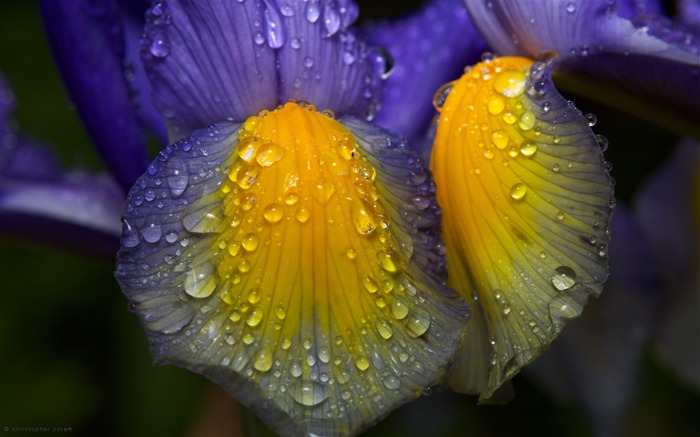 plantas flores gotas rocío manchas oscuras-Planta Macro fondo de pantalla HD Vistas:10572