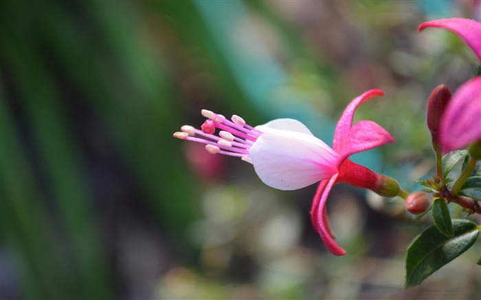 linda e rosa-flores foto papel de parede HD Visualizações:7557