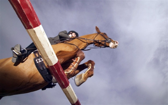 jinete carreras de caballos-Deportes fondo de pantalla HD Vistas:10695