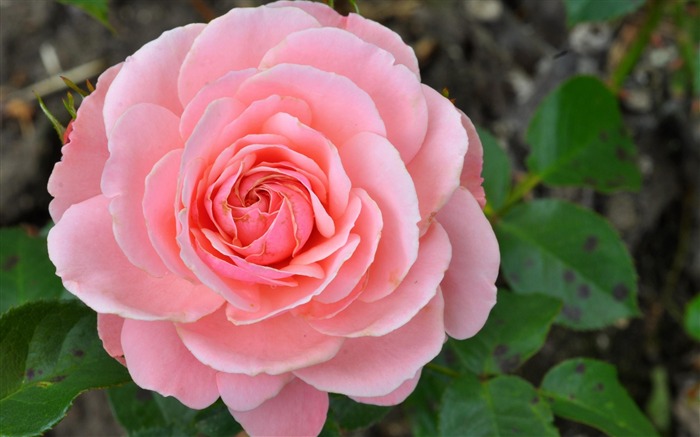 fleur rose bourgeon pétales-Photos HD Fond d'écran Vues:11133