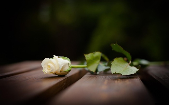 fleur rose couché neige blanche flou-Photos HD Fond d'écran Vues:10780