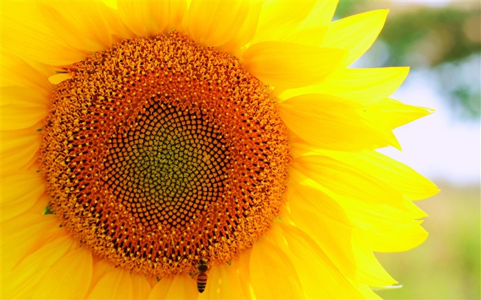 foto de flor de abelha e girassol HD wallpaper Visualizações:18153