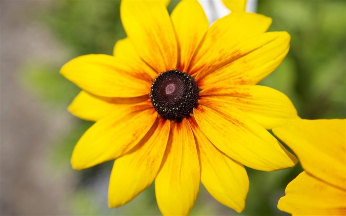 o papel de parede amarelo da foto da beleza-flor HD Visualizações:8630