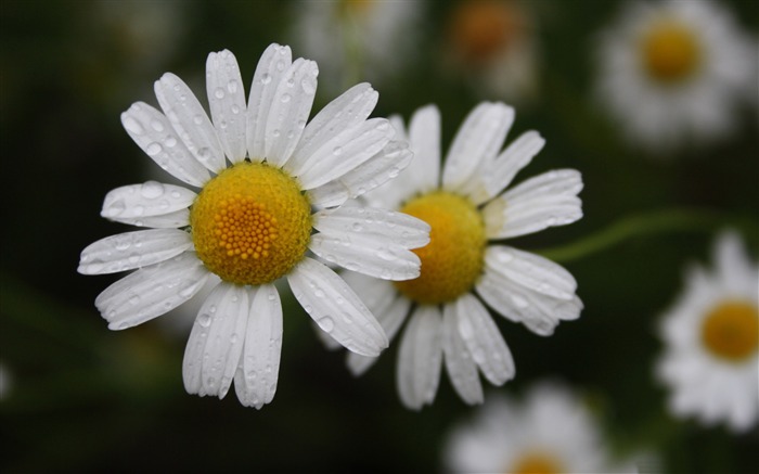 branco camomila-flores foto HD papel de parede Visualizações:8295