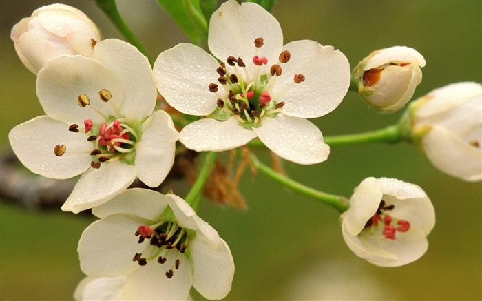 pistils blancs étamines-Photos HD Fond d'écran Vues:7344