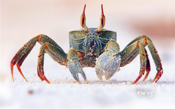 Beach Crab closeup-September 2013 Bing wallpaper Views:10210 Date:2013/9/7 22:21:02