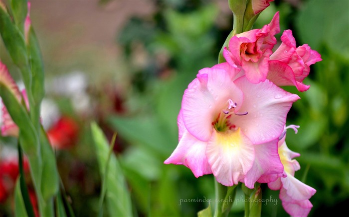 Beautiful pink flowers-Flowers Pictures HD Wallpaper Views:8205 Date:2013/9/15 18:55:10