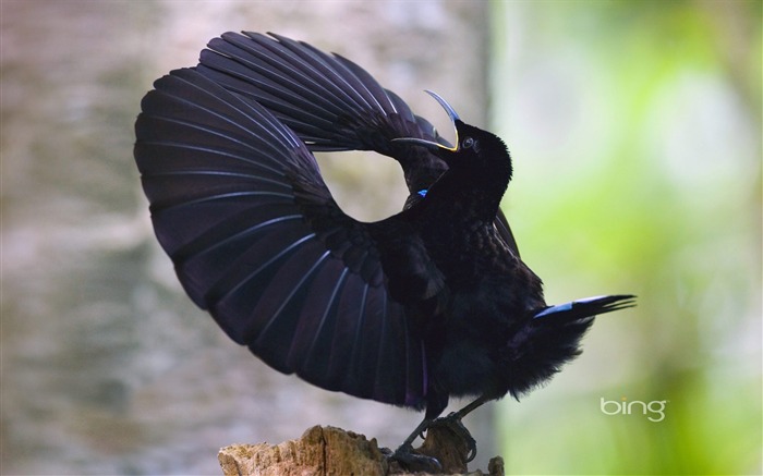 Crow wings-September 2013 Bing wallpaper Views:12831 Date:2013/9/7 22:28:25