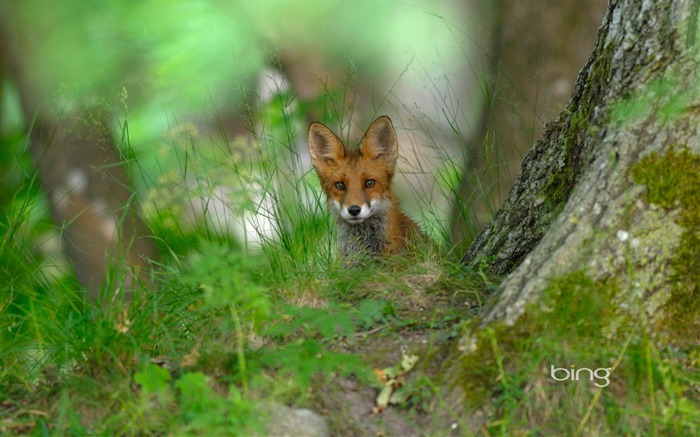 Firefox oculto-septiembre de 2013 Bing fondo de pantalla Vistas:8493