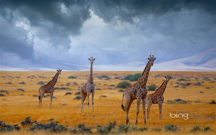 Giraffe grassland-September 2013 Bing wallpaper Views:10504 Date:2013/9/7 22:17:52