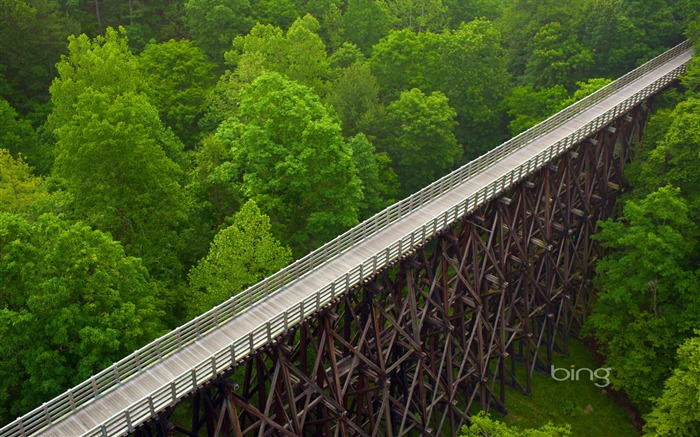 Jungle elevated boardwalk-September 2013 Bing wallpaper Views:9622 Date:2013/9/7 22:22:35