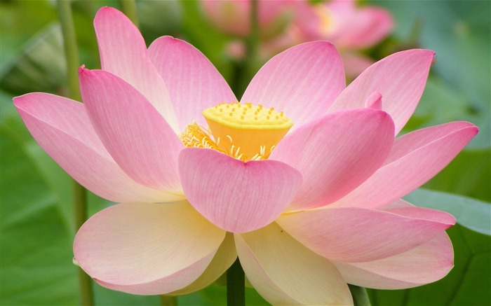 Pink Lotus Macro-Flowers photography wallpaper Views:10856 Date:2013/9/30 6:39:37