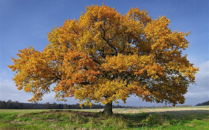 Sweden seasons natural beauty HD Wallpaper 06 Views:8512 Date:2013/9/23 23:29:58