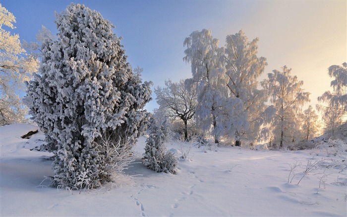 Sweden seasons natural beauty HD Wallpaper 18 Views:6156 Date:2013/9/23 23:37:32