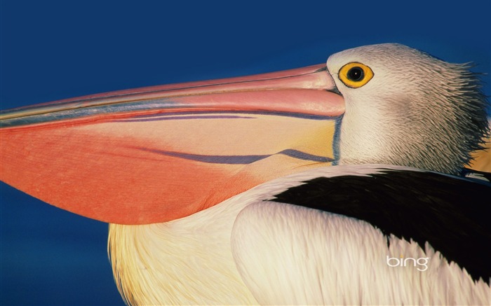 Toucan closeup-September 2013 Bing wallpaper Views:7372 Date:2013/9/7 22:33:24