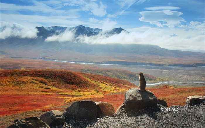 Weasel looks into the distance-September 2013 Bing wallpaper Views:7585 Date:2013/9/7 22:31:48