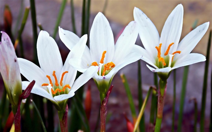 Fin de l'été des fleurs photographie fond d'écran Vues:26394