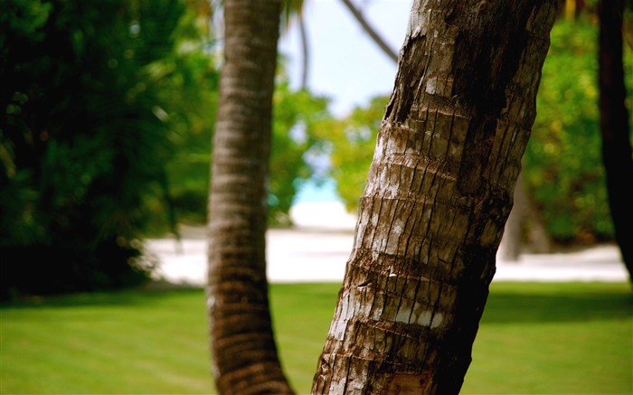 beach tree trunk-Photography Life HD Wallpaper Views:10413 Date:2013/9/8 22:53:06