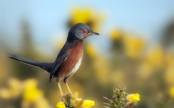 鳥花 - 動物寬屏壁紙 查看次數:9130