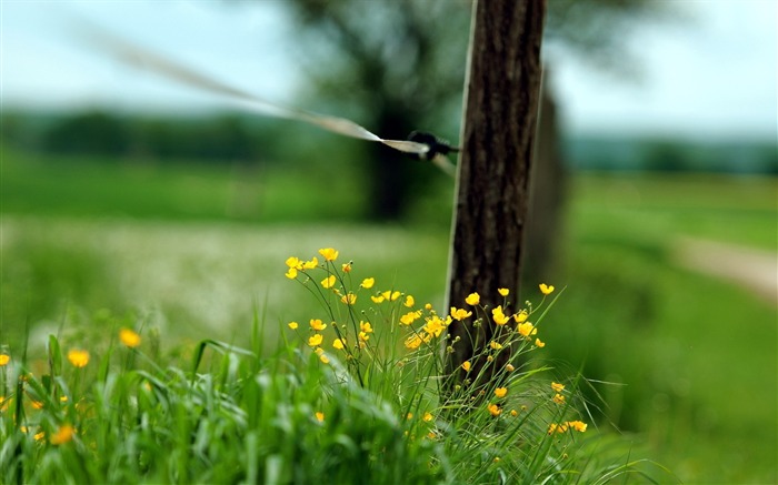 close-up fence grass-Flowers photography wallpaper Views:8351 Date:2013/9/30 6:41:19