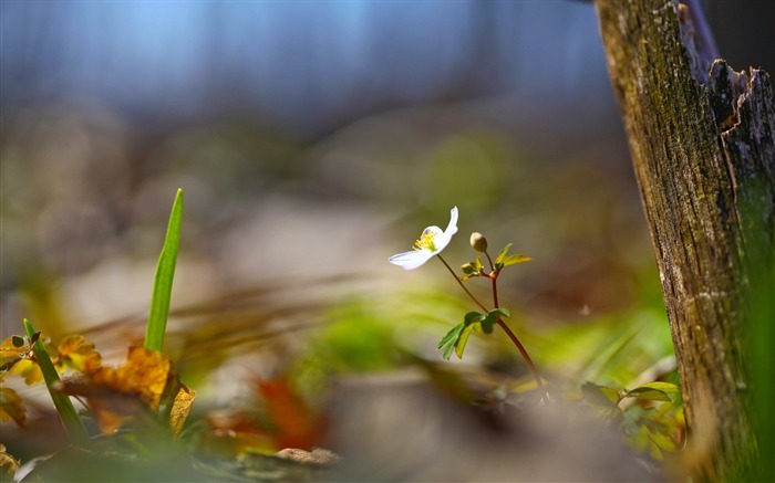 flower blur light-Flowers photography wallpaper Views:8983 Date:2013/9/30 6:42:24