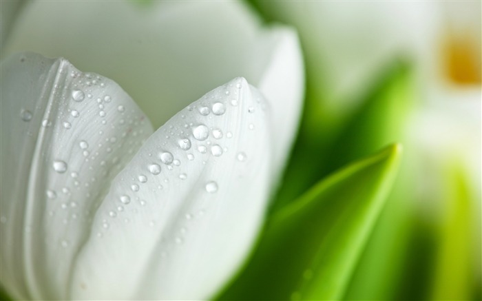 flower drops grass leaves-Flowers photography wallpaper Views:8891 Date:2013/9/30 6:43:45