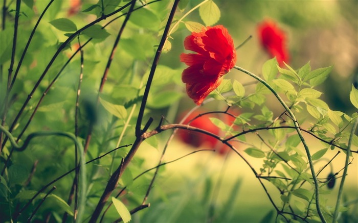 flower grass leaves twigs-Flowers photography wallpaper Views:9339 Date:2013/9/30 6:44:44