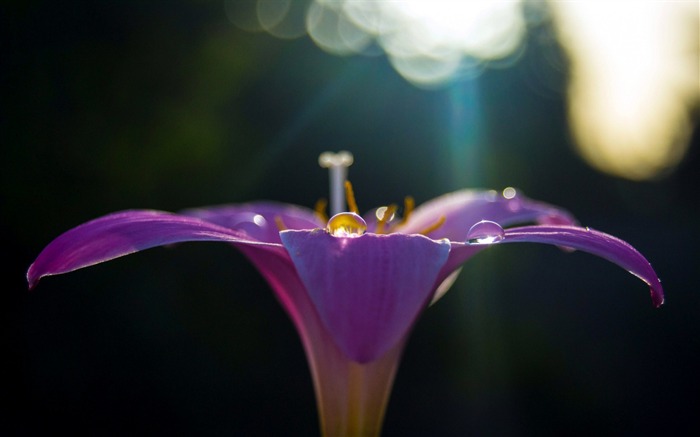 flower lilac violet petals beads-Flowers photography wallpaper Views:9334 Date:2013/9/30 6:45:35