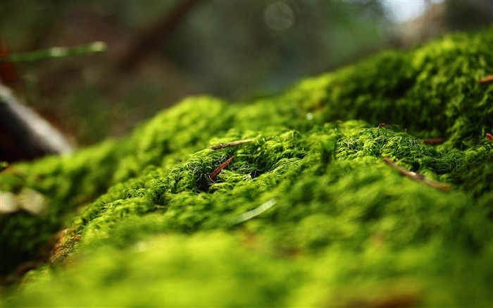 bosque primavera-paisaje foto HD fondo de pantalla Vistas:16410