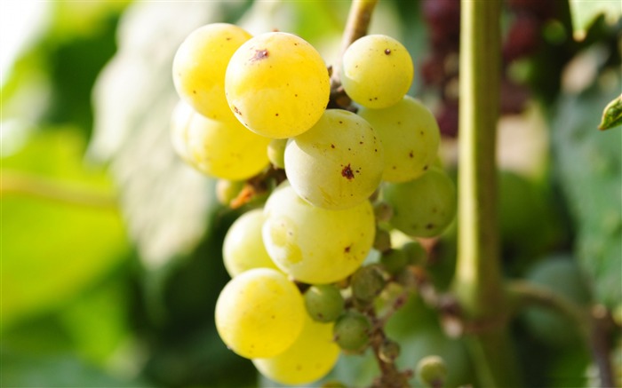 grapes-Photography Life HD Wallpaper Views:9237 Date:2013/9/8 22:57:09