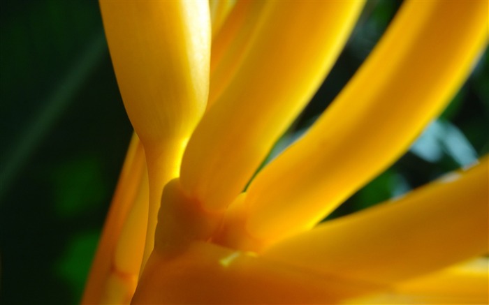 heliconia blades macro-Photography Life HD Wallpaper Views:8176 Date:2013/9/8 22:58:04