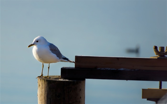 mwe bird-Photography Life HD Wallpaper Views:7880 Date:2013/9/8 23:00:39