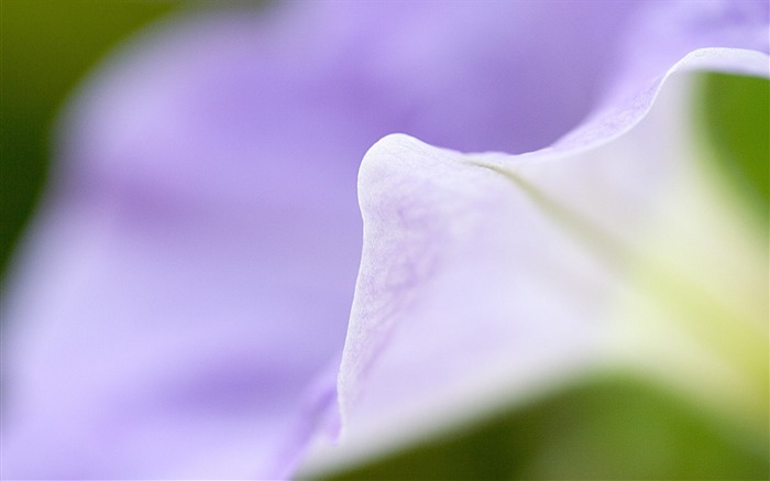 petals plant macro-Flower photography wallpaper Views:6525 Date:2013/9/30 6:57:58