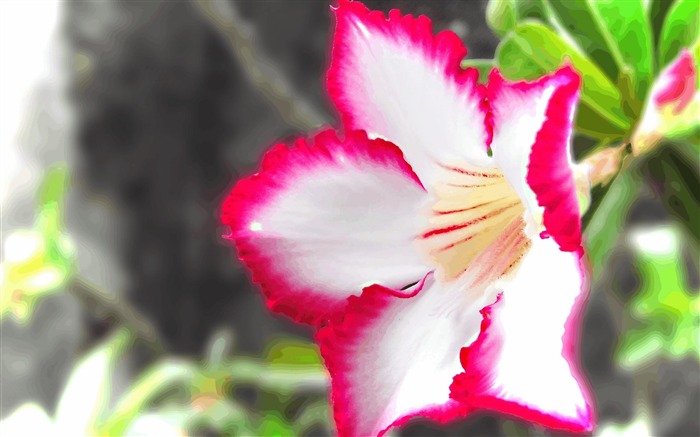 petals striped-Flower photography wallpaper Views:7997 Date:2013/9/30 6:55:45