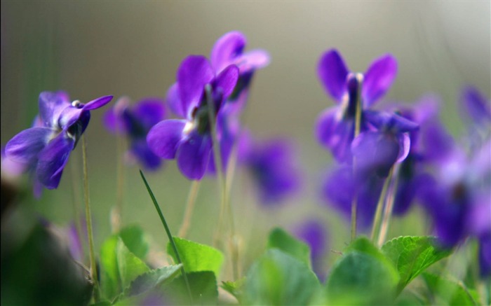 petals striped-Flowers photography wallpaper Views:8019 Date:2013/9/30 6:53:46