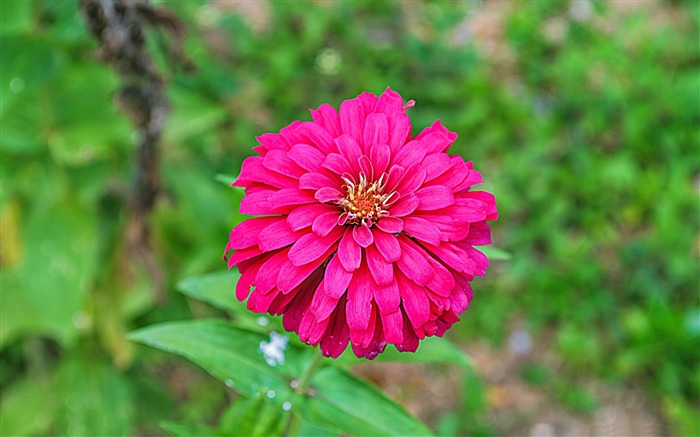 pink flower close up-Flowers Pictures HD Wallpaper Views:8505 Date:2013/9/15 18:58:40