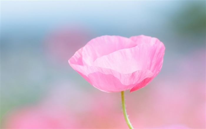 pink petals lilac-Flowers photography wallpaper Views:9261 Date:2013/9/30 6:50:10