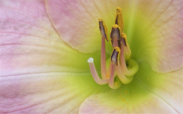 pink stamens petals-Flowers photography wallpaper Views:7967 Date:2013/9/30 6:51:14