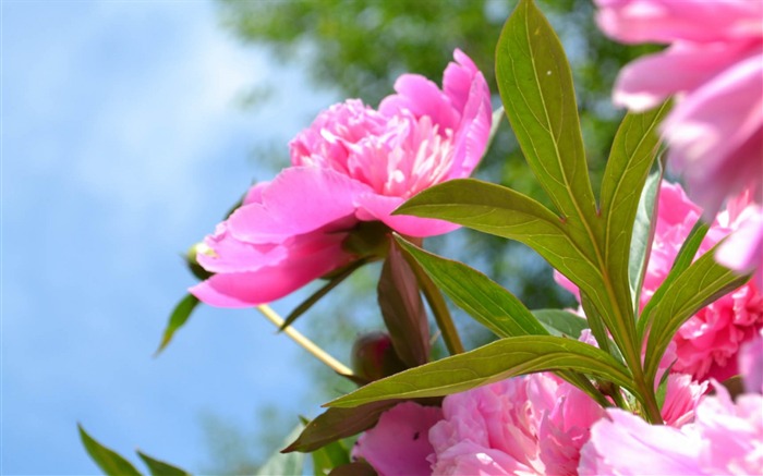 plant pink petals buds-Flower photography wallpaper Views:7753 Date:2013/9/30 6:56:27