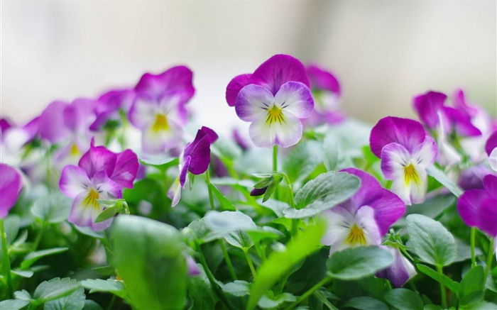 plants leaves-Flower photography wallpaper Views:7056 Date:2013/9/30 6:57:09